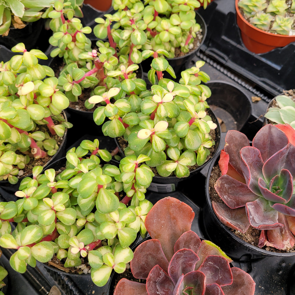 kaleidoscope succulent Portulacaria "Kaleidoscope" – AceMegaSucculents