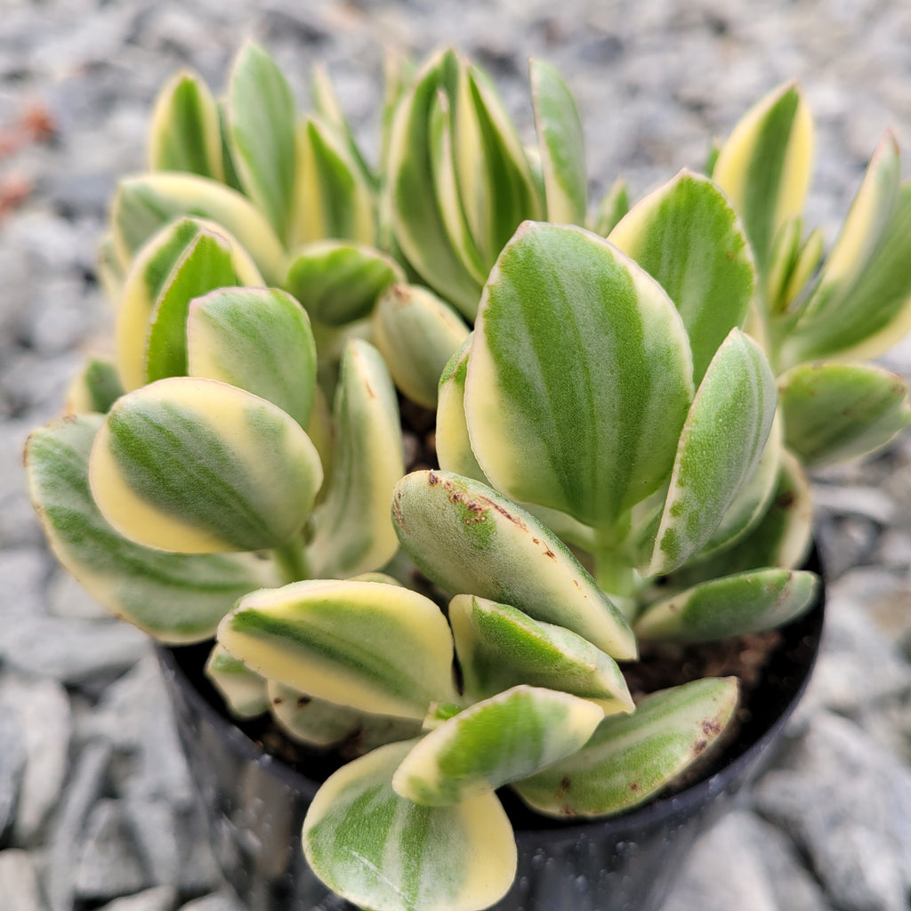 succulent tricolor Crassula Ovata Tricolor – AceMegaSucculents