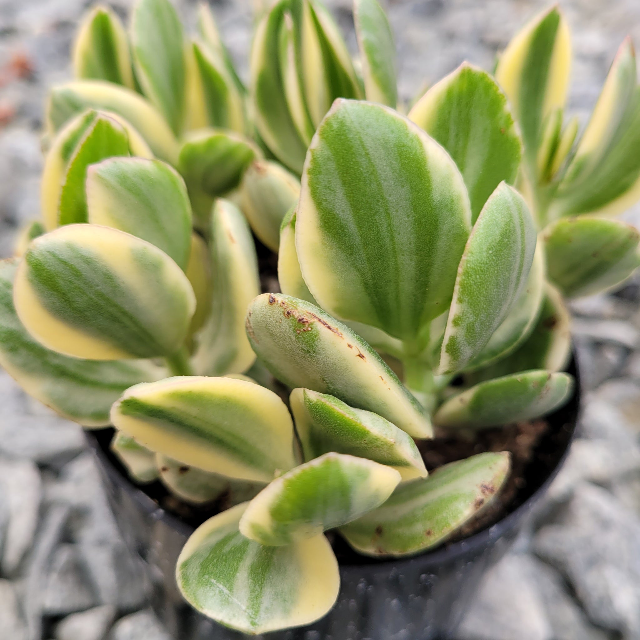 tricolor variegated jade plant Crassula Ovata Tricolor – AceMegaSucculents