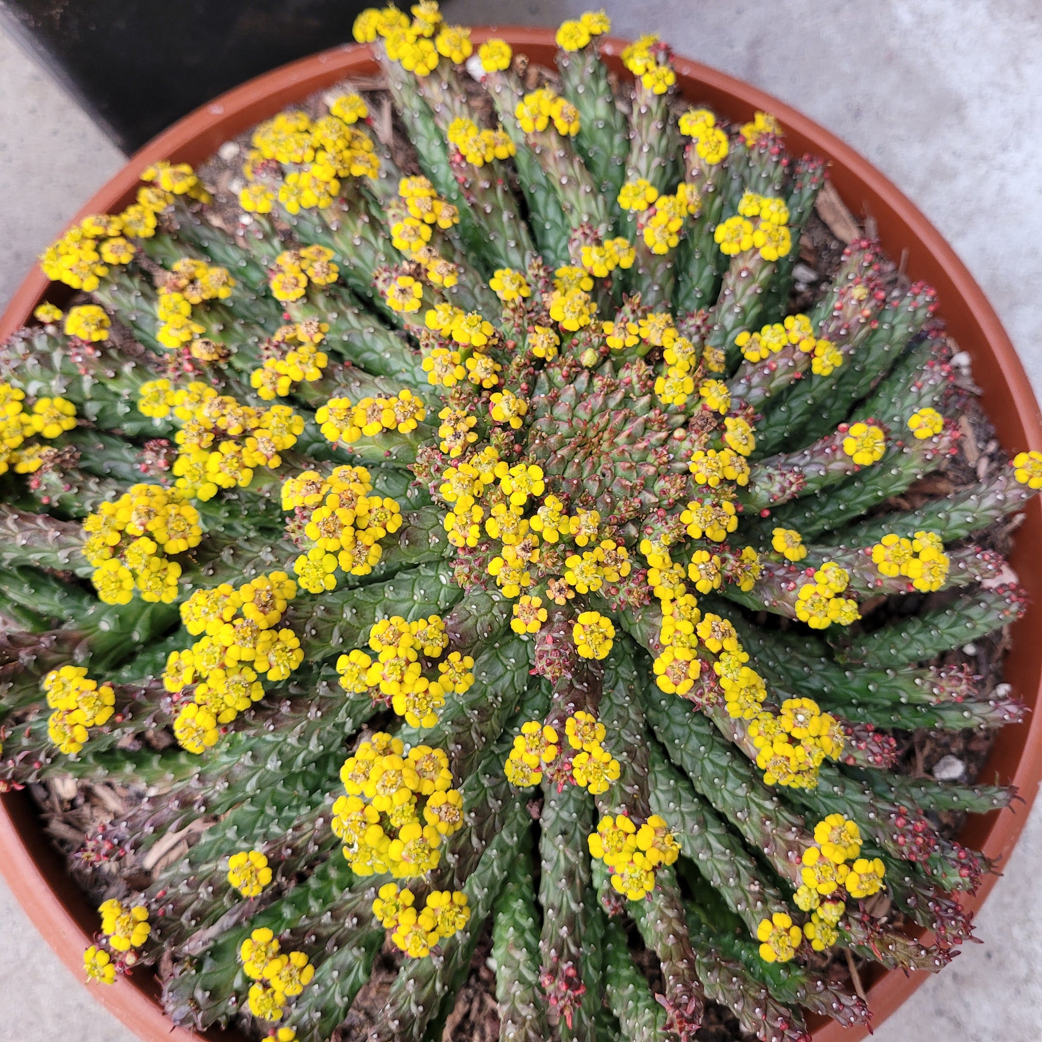 medusa head succulent for sale Euphorbia Flanaganii "Medusa's Head" – AceMegaSucculents