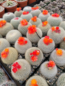 Notocactus Scarlet crown cactus