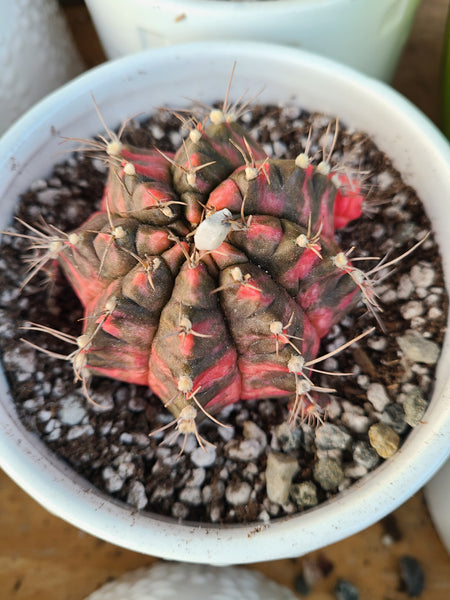 Gymnocalycium Hibotan Nishiki Rare Import