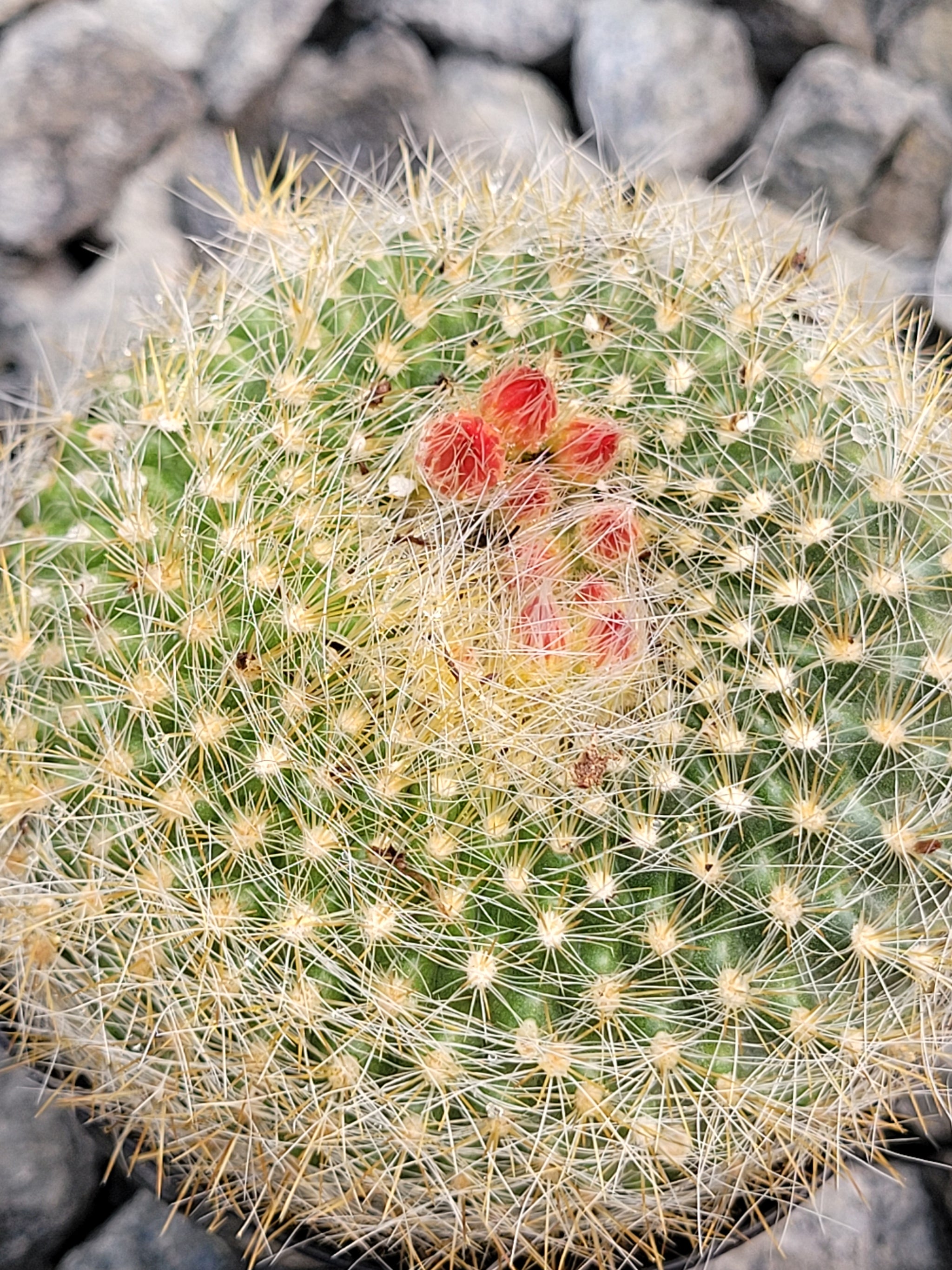 gold cactus Mammillaria elongata 'Gold Lace Cactus' main image 1