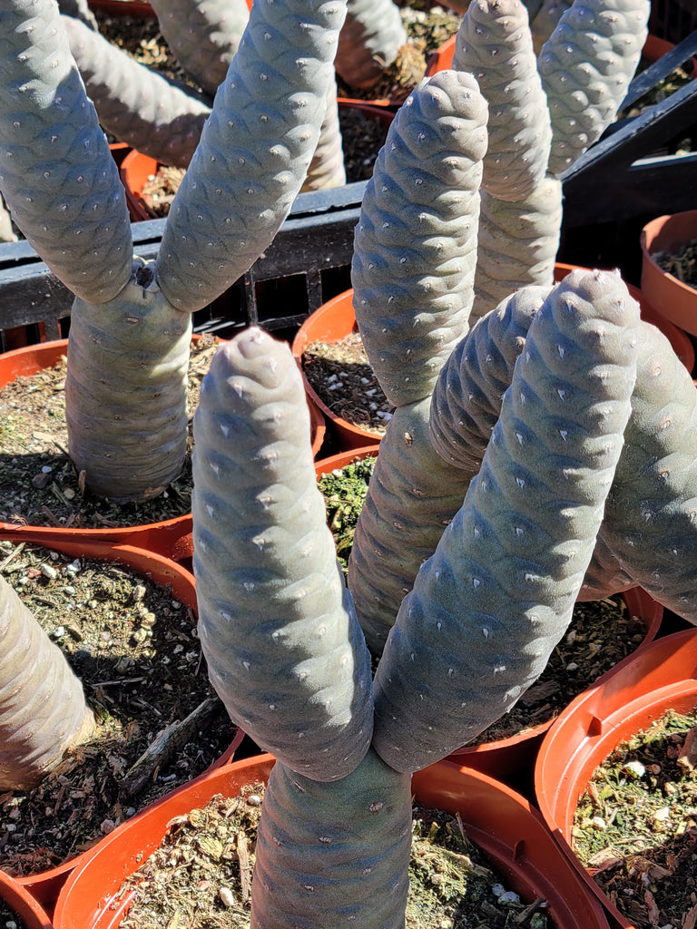 4 pinces à nappe cactus