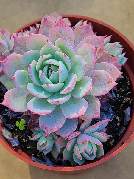 Echeveria Blue Mist Cluster