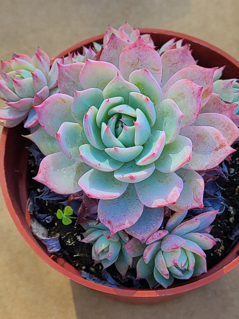 succulent echeveria blue Echeveria Blue Mist – AceMegaSucculents