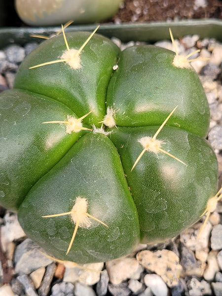 Gymnocalycium Buenekeri Cactus