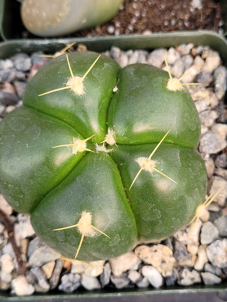 Gymnocalycium Buenekeri Cactus