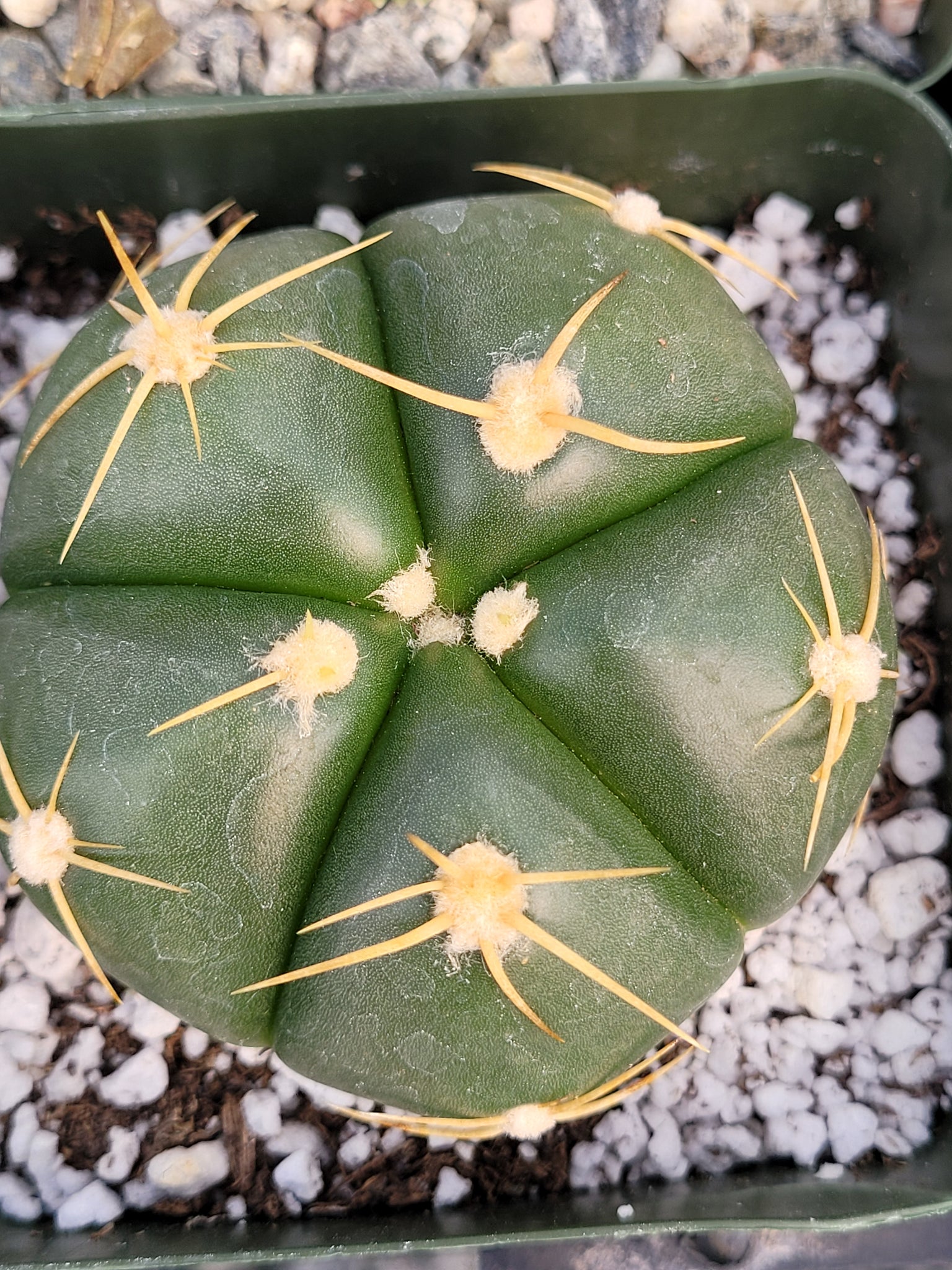 Gymnocalycium Buenekeri Cactus