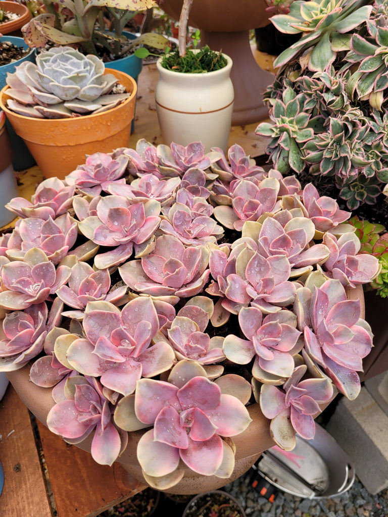 western succulents Echeveria Western Rainbow Rare Import – AceMegaSucculents