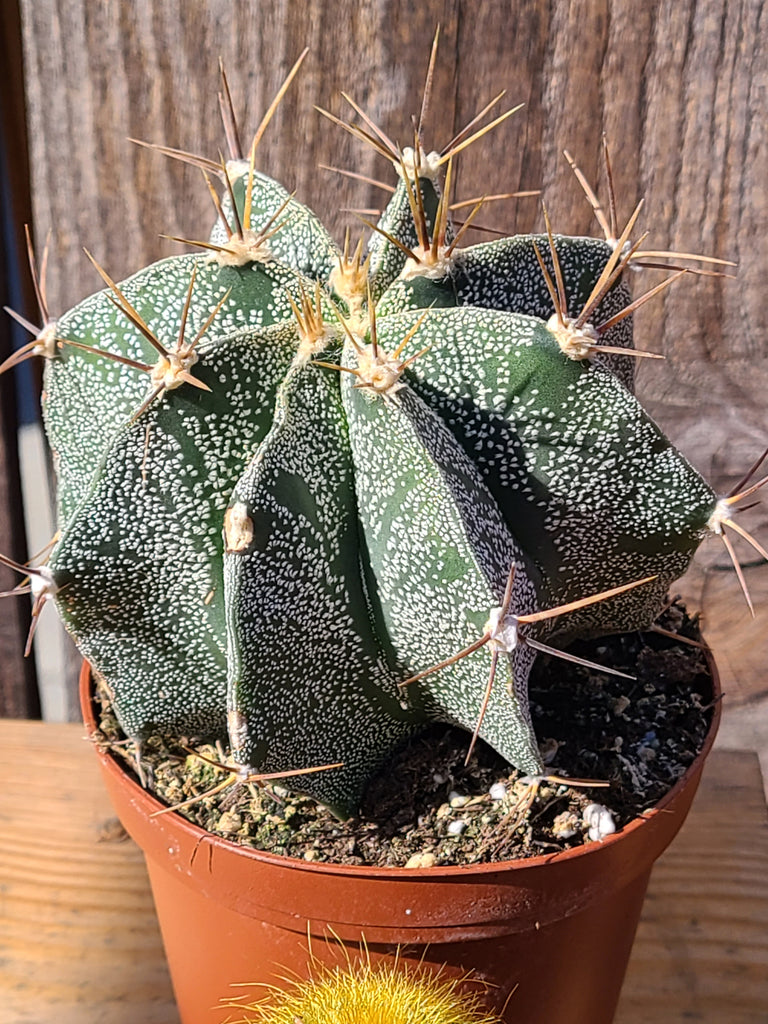 astrophytum succulents Astrophytum Ornatum – AceMegaSucculents