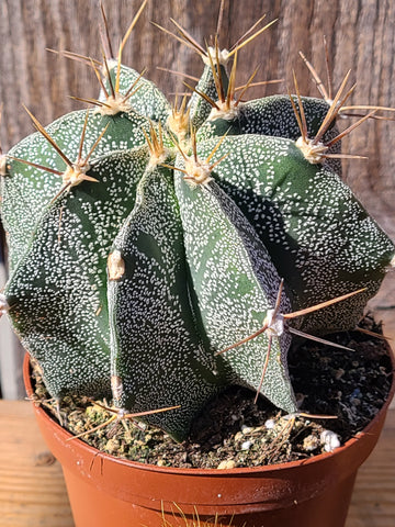 Astrophytum Ornatum