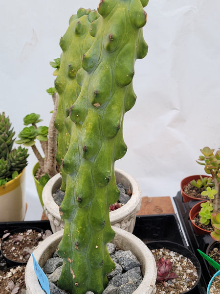 Bobie Cactus