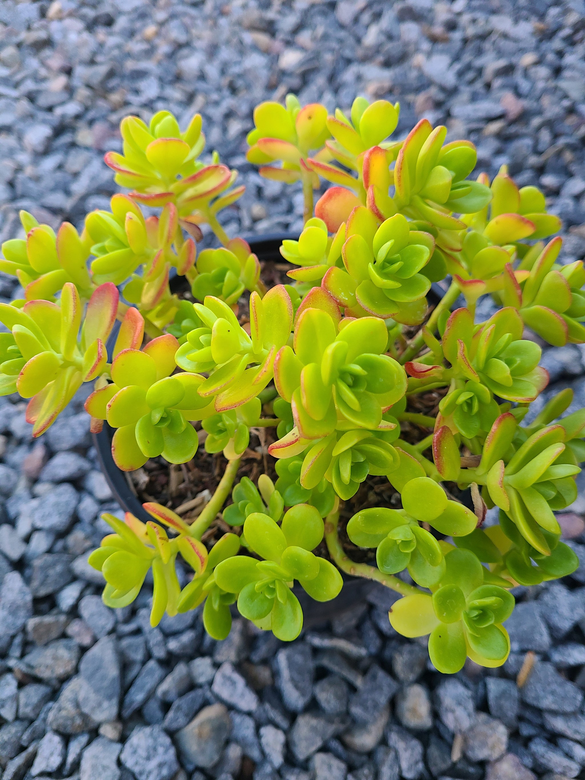 sedum confusum - succulent plant Sedum Confusum – AceMegaSucculents
