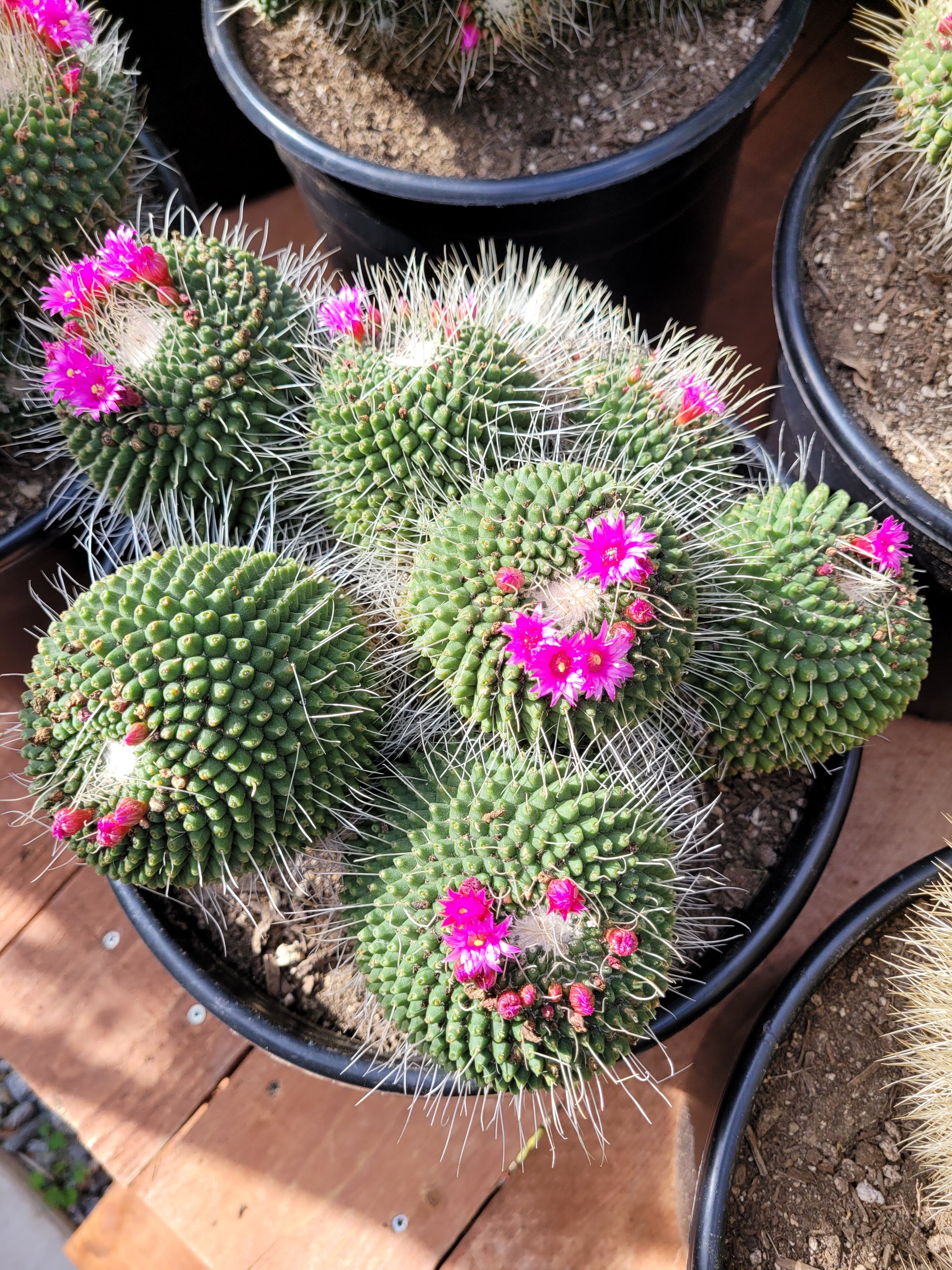 Mammillaria Spinosissima Un Pico – AceMegaSucculents