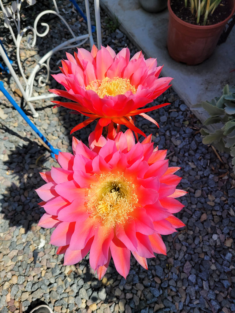 flying saucer plant Trichocereus cv 'Flying Saucer' Cactus 3gal – AceMegaSucculents