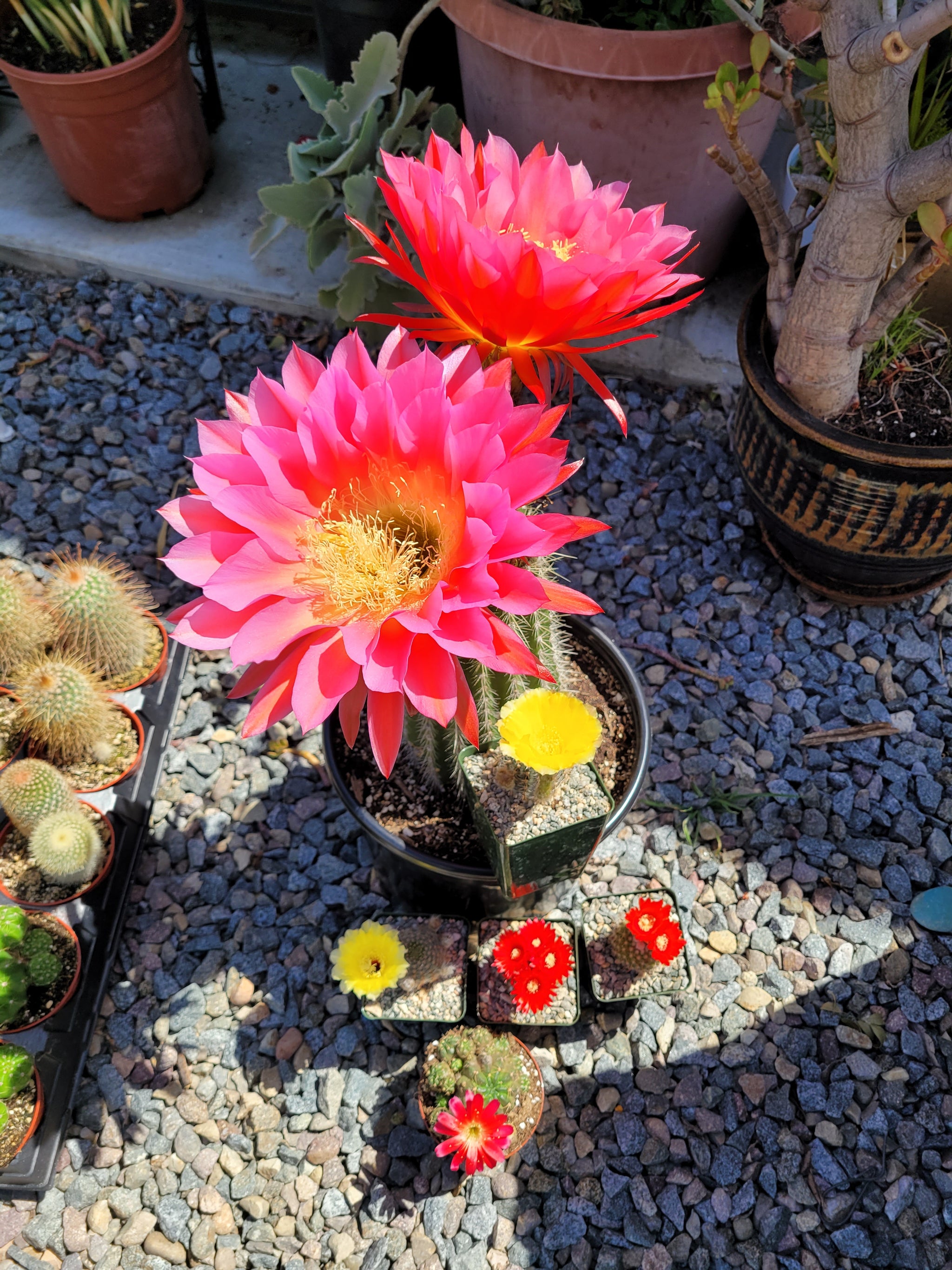 Trichocereus cv 'Flying Saucer' Cactus 3gal – AceMegaSucculents