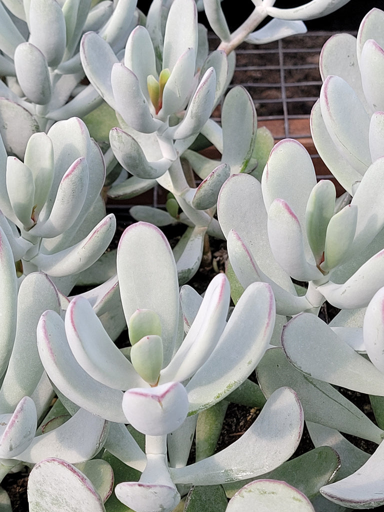 silver succulents Cotyledon Orbiculata Silver Peak – AceMegaSucculents
