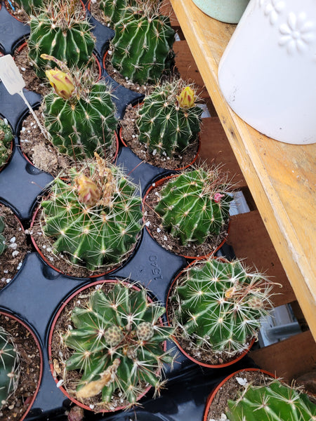 Hamatocactus Setispinus Cactus Rare Import