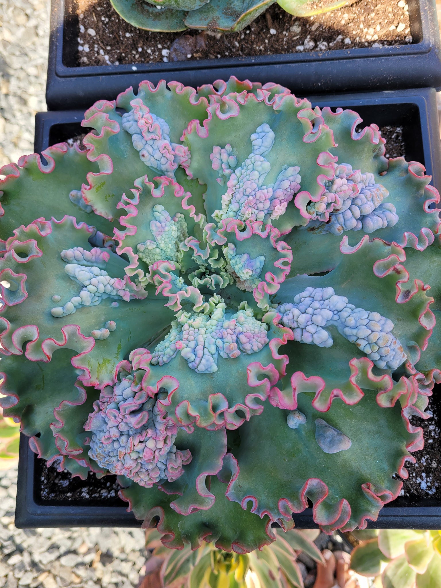 sea dragon succulent for sale Sea dragon – AceMegaSucculents