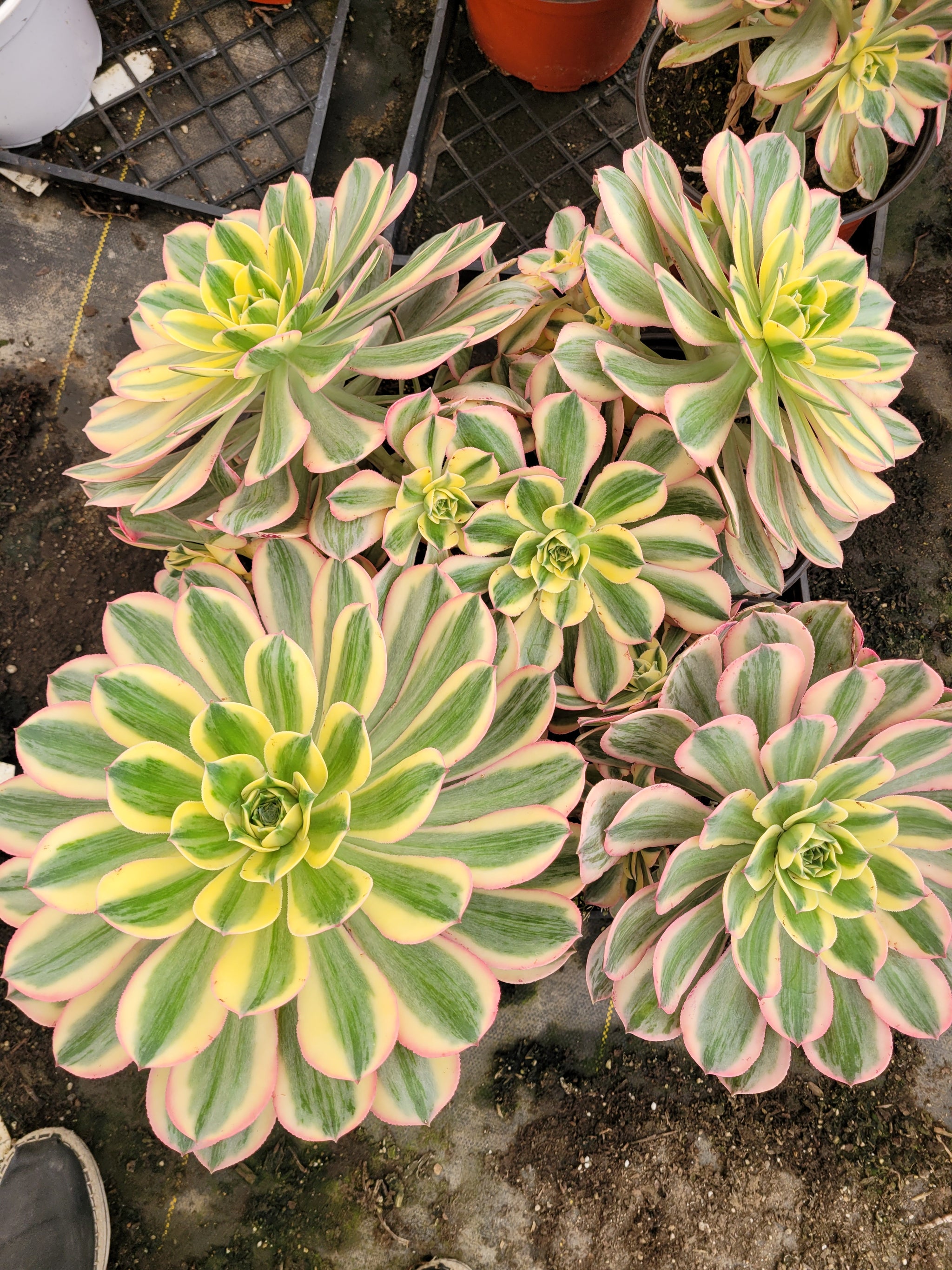 sunburst succulent for sale Aeonium Sunburst – AceMegaSucculents