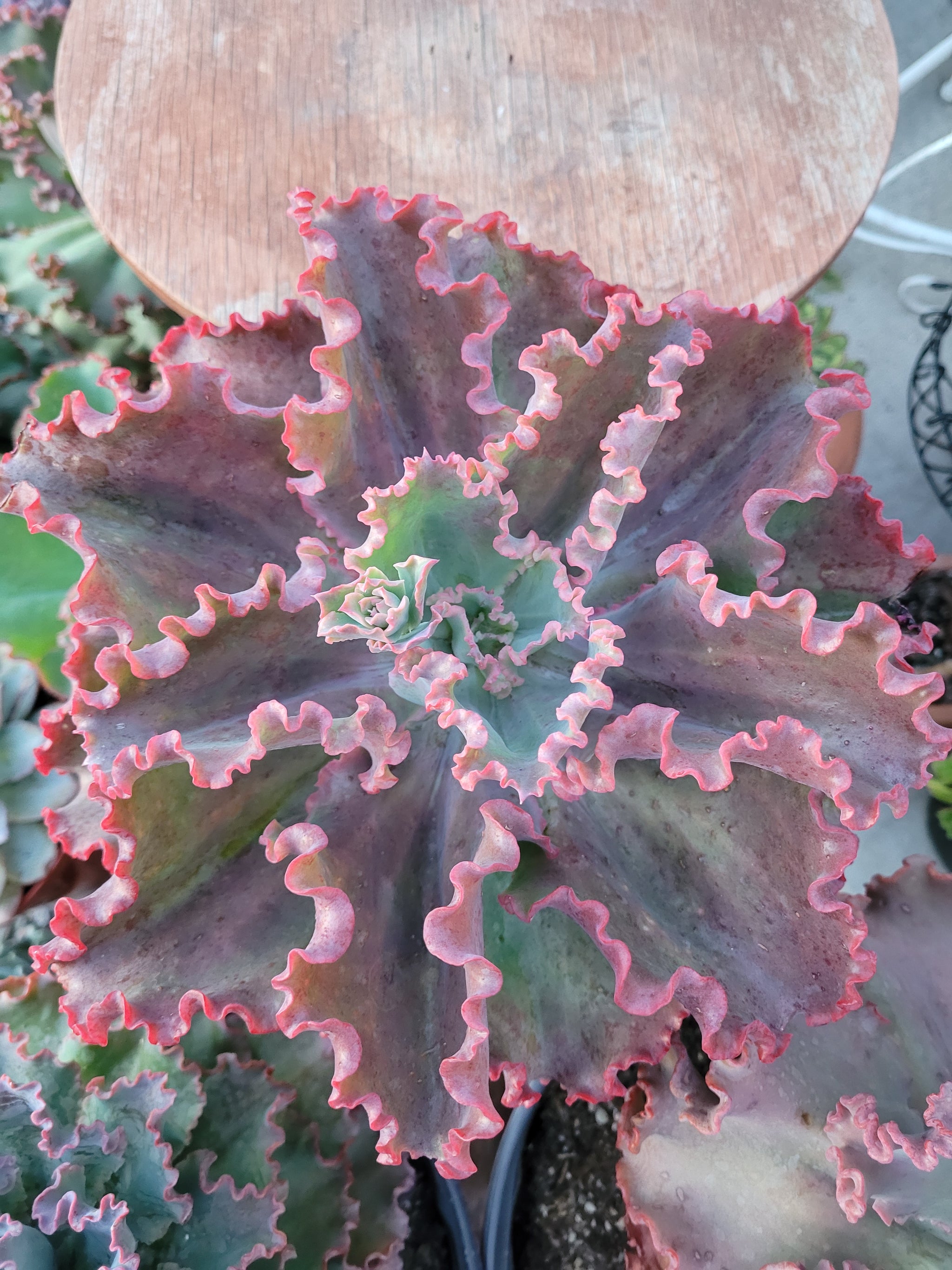 dick's succulent chicken Echeveria Dick Pink – AceMegaSucculents