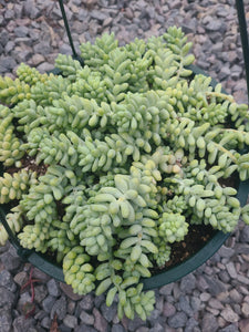 Sedum Morganianum Donkey tail