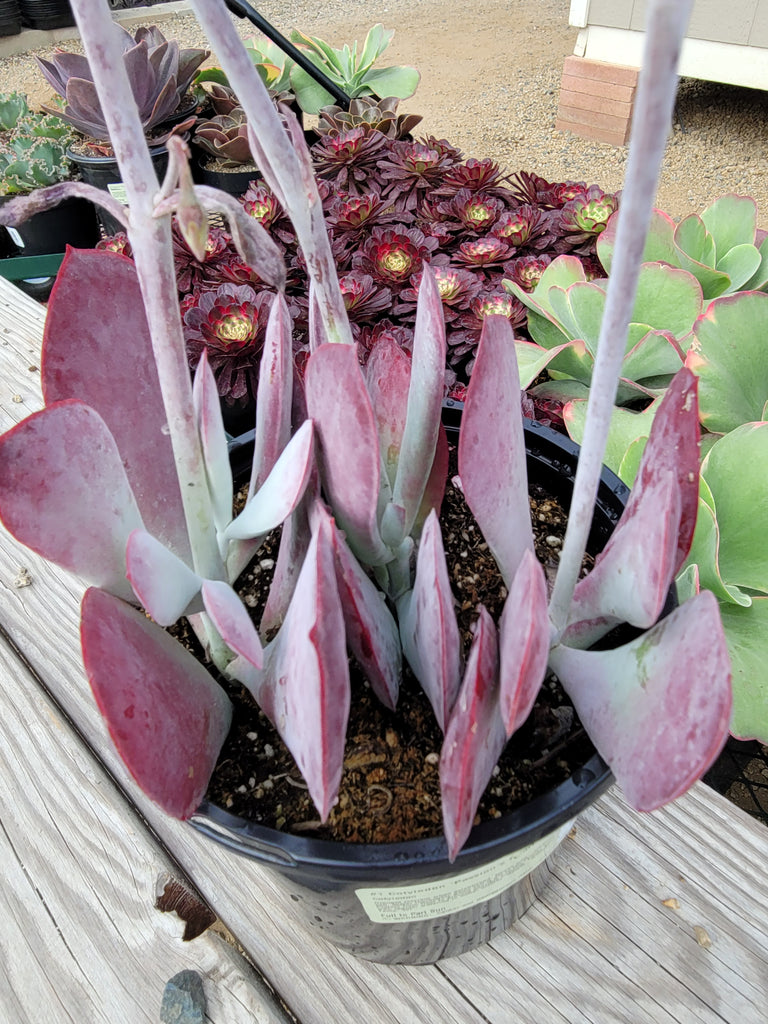 cotyledon hybrid succulent Cotyledon "Passion Heart" Hybrid – AceMegaSucculents