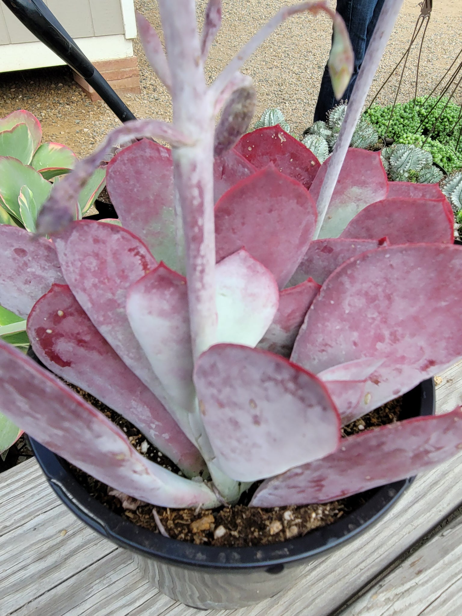 cotyledon hybrid succulent Cotyledon "Passion Heart" Hybrid – AceMegaSucculents