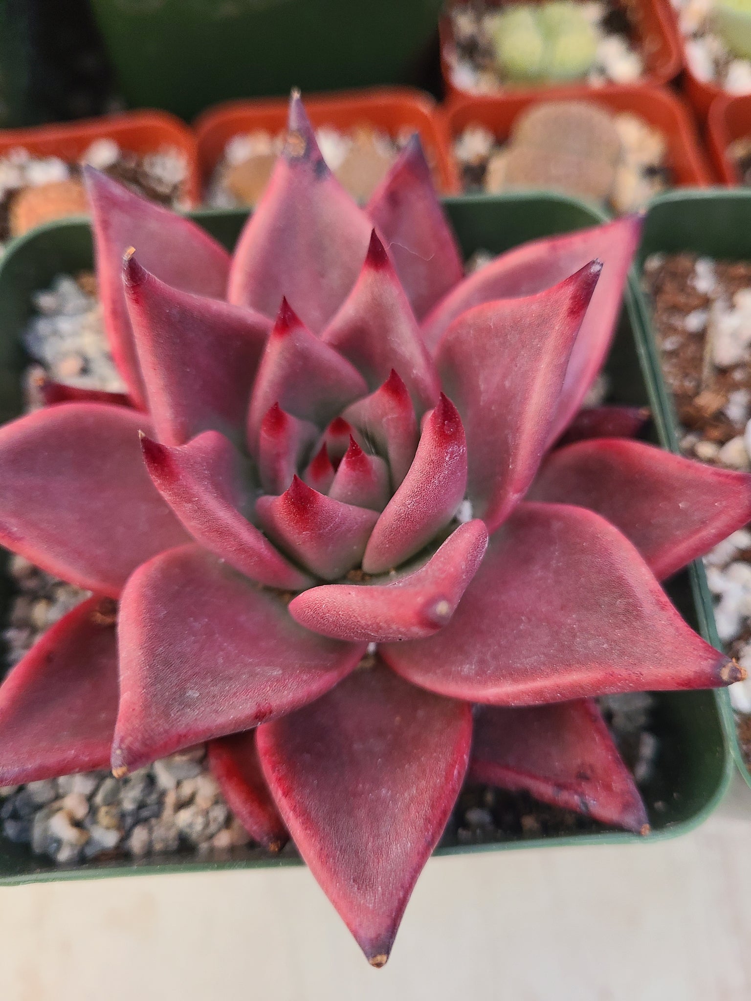 echeveria red succulents Echeveria red Ebony 4" – AceMegaSucculents