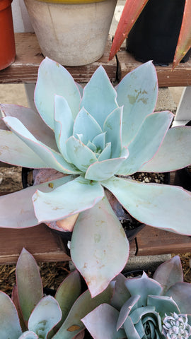 Echeveria Cante