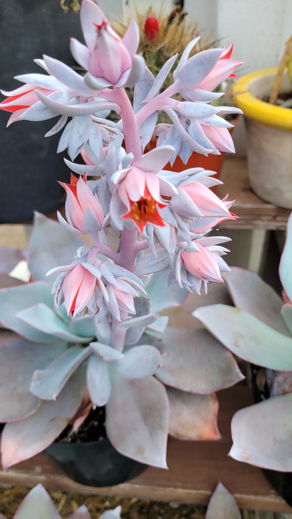 cante succulent Echeveria Cante – AceMegaSucculents