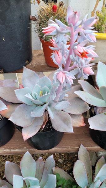 Echeveria Cante