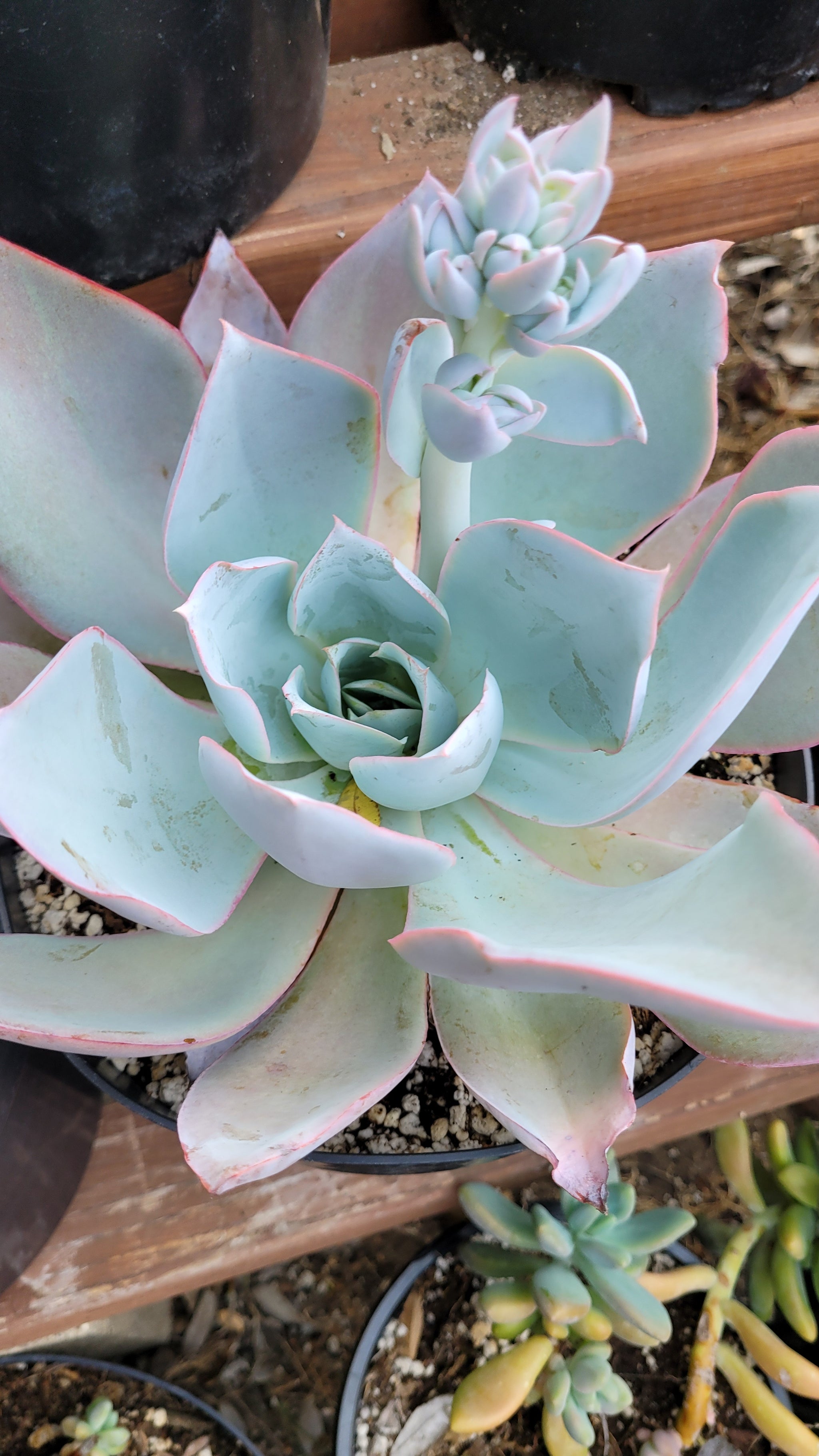 cante succulent Echeveria Cante – AceMegaSucculents