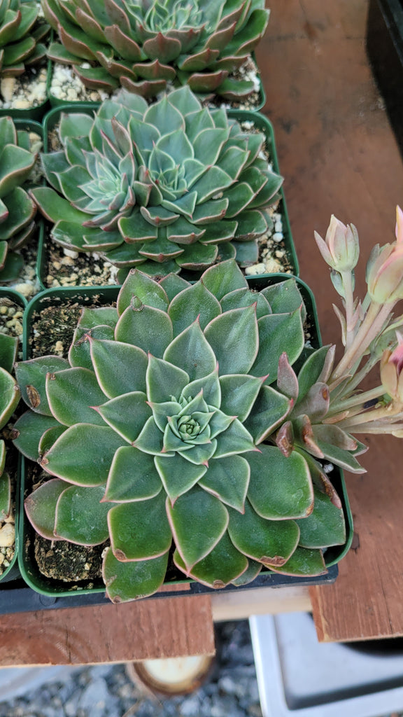 tacitus bellus succulent Tacitus bellus (Chihuahua Flower), also known as Graptopetalum bellum – AceMegaSucculents