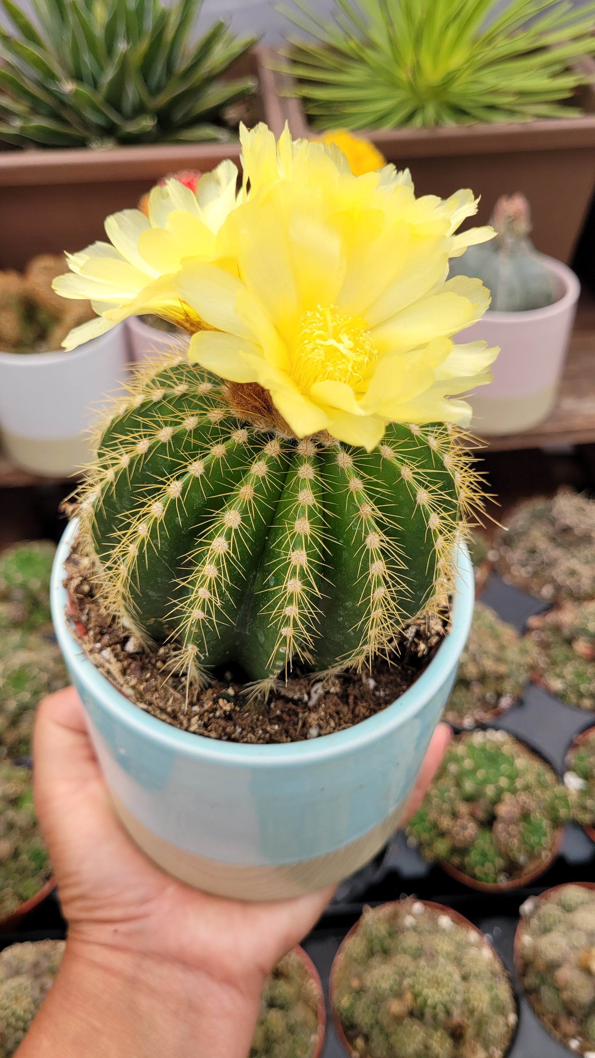 Notocactus Magnificus Balloon Cactus – AceMegaSucculents