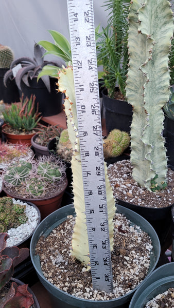 Euphorbia Ammak Yellow