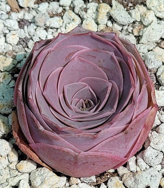 Greenovia aurea ex El Hierro Mountain Pink Rose single Rare