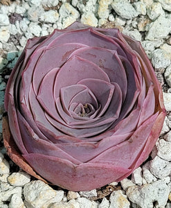 Greenovia aurea ex El Hierro Mountain Pink Rose single Rare