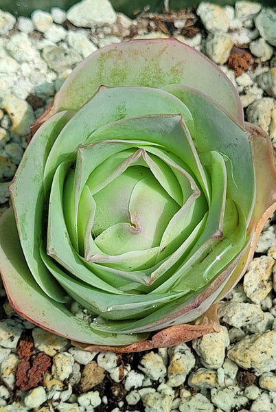 Greenovia aurea ex El Hierro Mountain Pink Rose single Rare