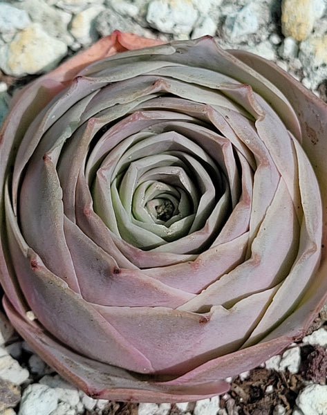 Greenovia aurea ex El Hierro Mountain Pink Rose single Rare