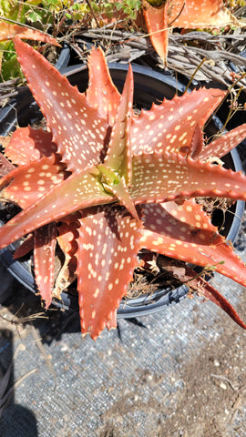 Aloe dorotheae Hybrid 8"