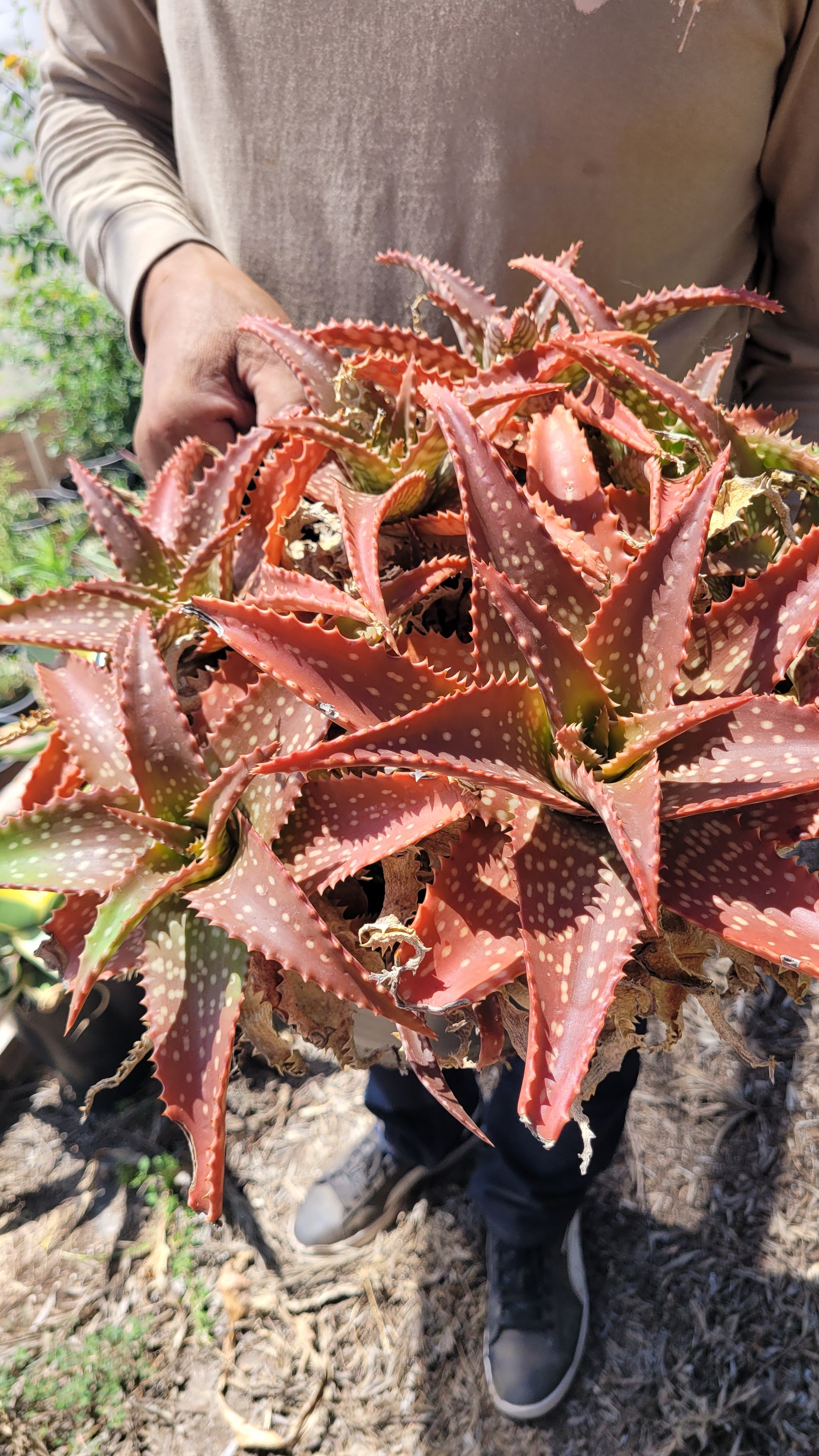 Aloe saudiarabica 子苗 Aloe Claviflora Jackal's Tail Aloe | Rare Aloe Succulent Plant ハオルチア・アロエ