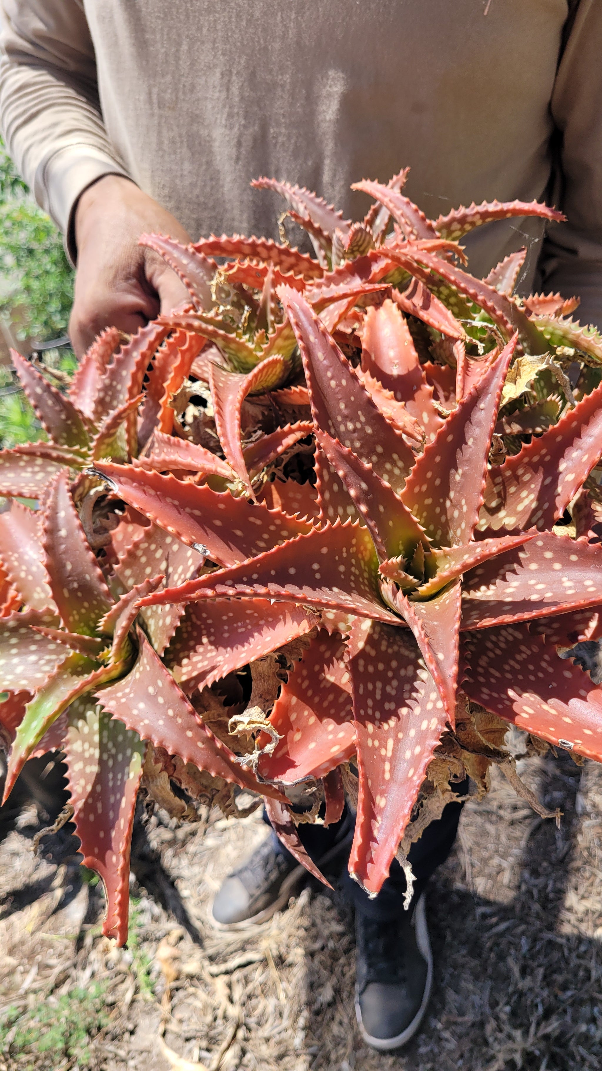 20210729_110842_2048x.jpg?v=