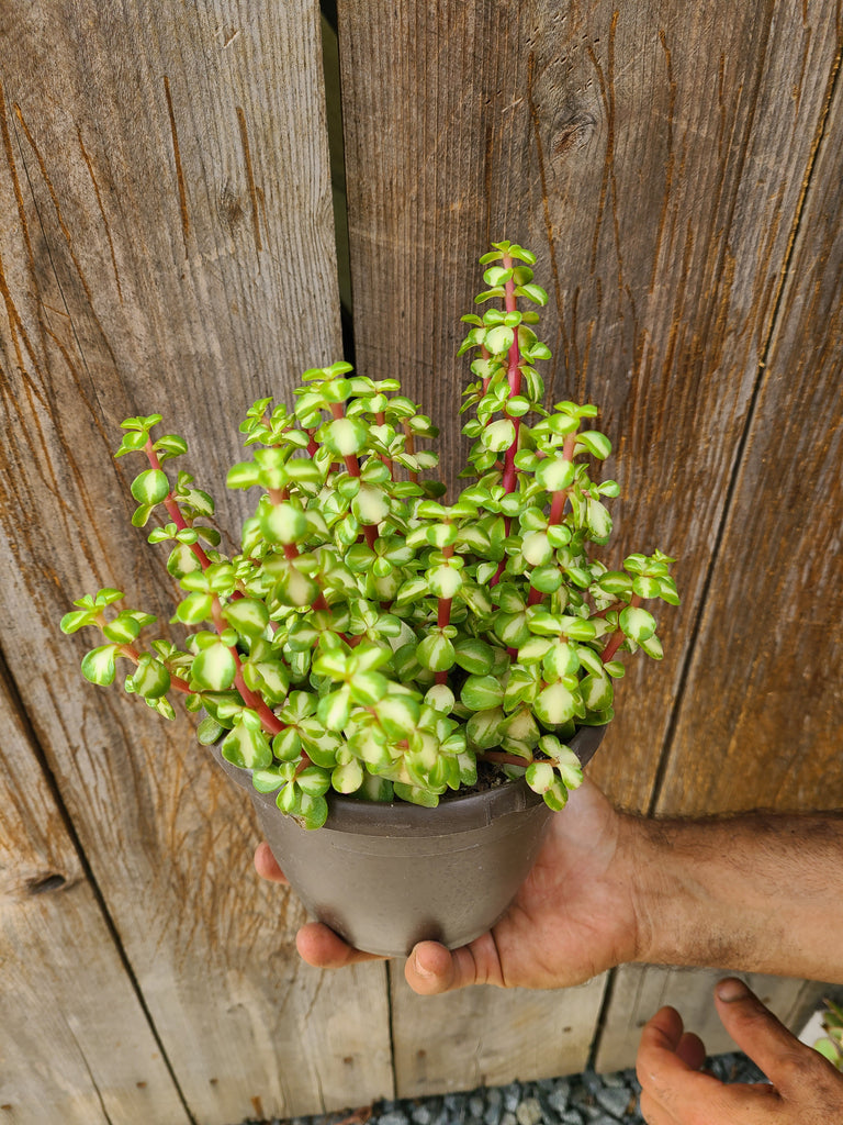 portulacaria afra kaleidoscope Portulacaria "Kaleidoscope" – AceMegaSucculents