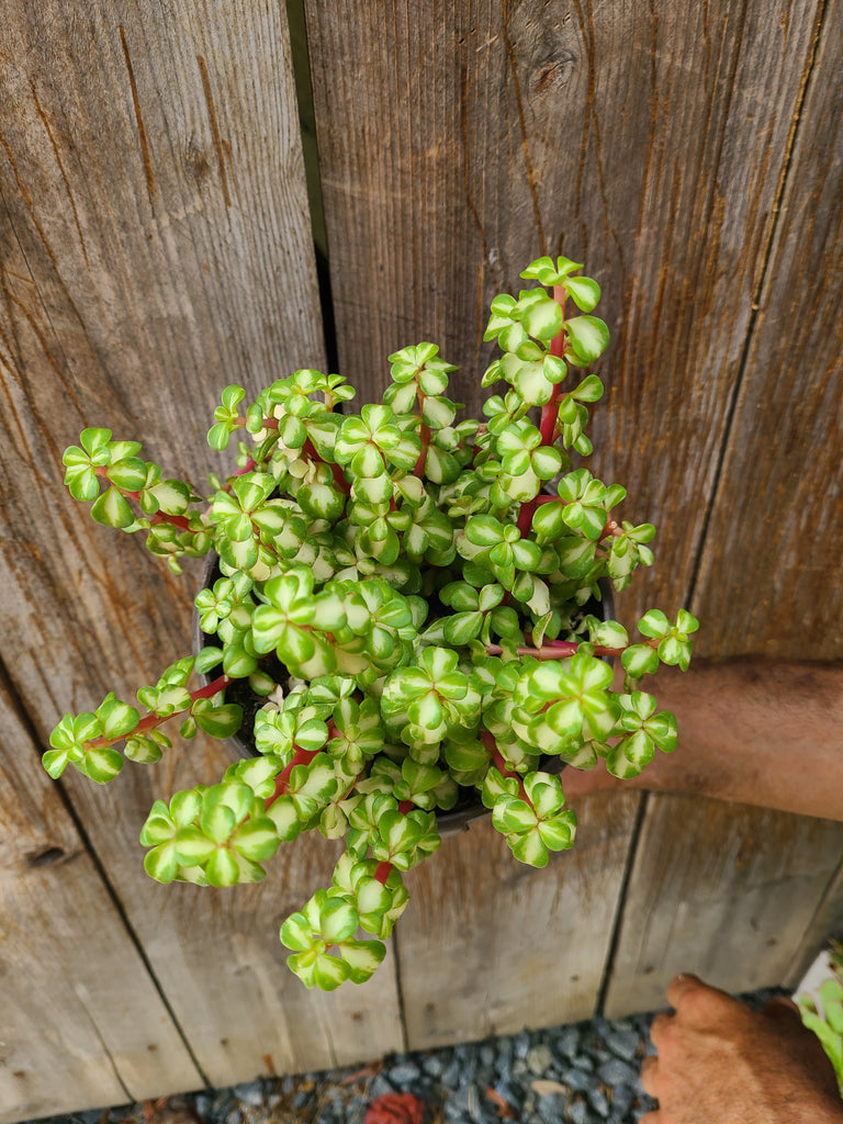 kaleidoscope succulent Portulacaria "Kaleidoscope" – AceMegaSucculents