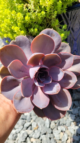 Echeveria "Purple Pearl"