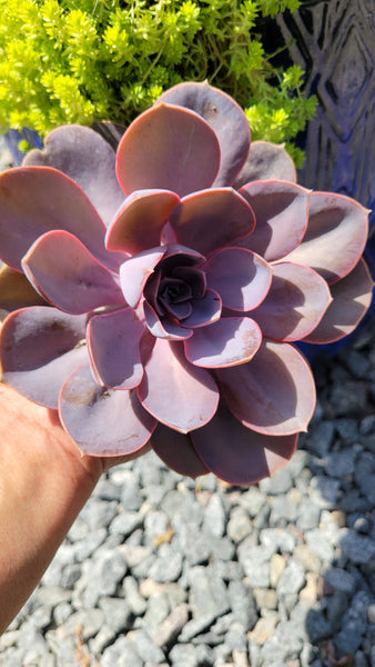 Echeveria "Purple Pearl"