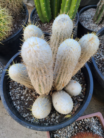 Espostoa Nana Cactus