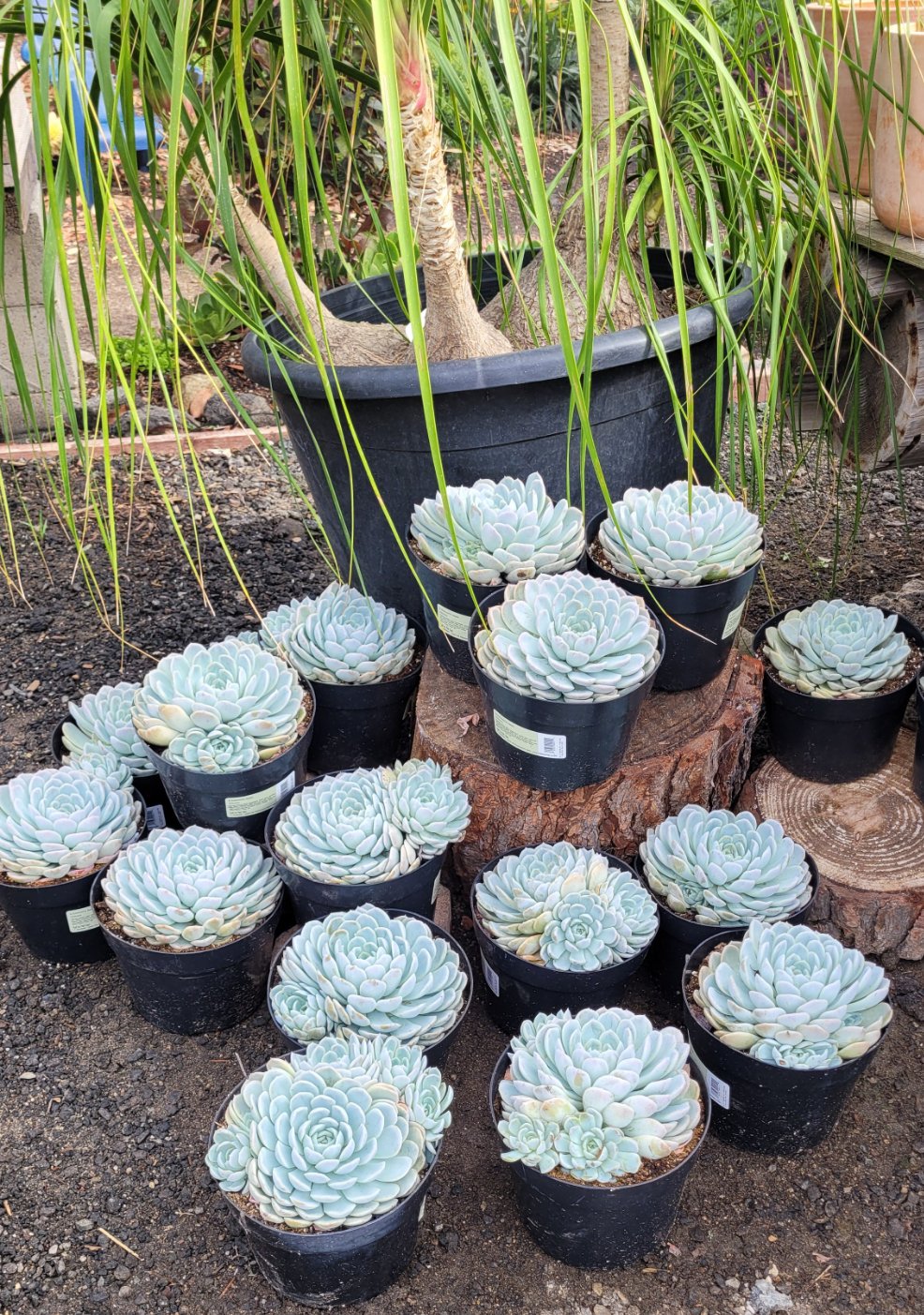 arctic succulents Echeveria Arctic Ice – AceMegaSucculents
